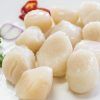 Conchas sin coral